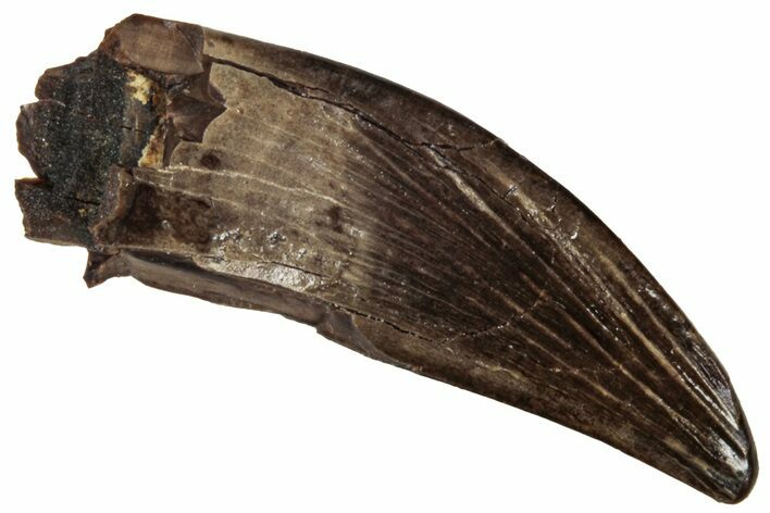 Fossil Raptor (Paronychodon?) Tooth - Montana #341047